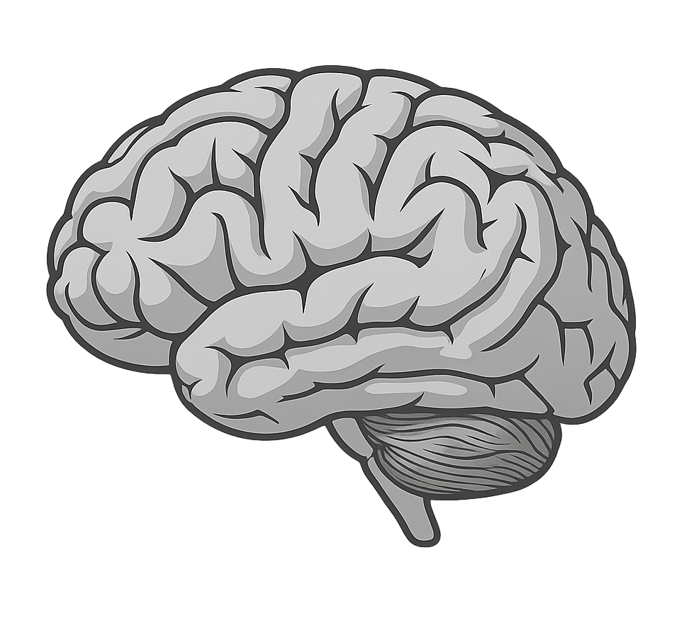 Image of Brain